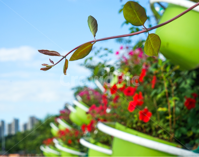 화분,꽃,화초,식물,새싹,줄기,식물,자연,plants,nature,꽃,flower