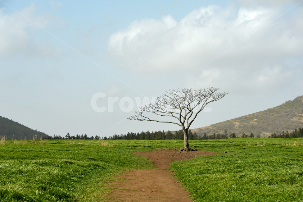 나무,왕따나무,목장,청보리,보리나무,자연,풍경,nature,landscape,한국자연풍경,한국자연경관,korea nature landscape,제주도,jeju,jeju island,식물,plants,나무,trees,wood,outdoors,옥외,grassland,목초지,field,들,ground,바닥