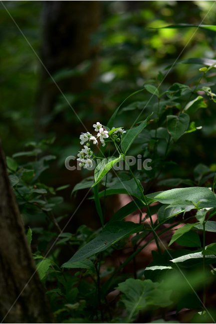 민백미꽃,야생화,꽃,식물,자연,생태,플라워,flower,plants,nature,식물,자연,plants,nature,꽃,flower