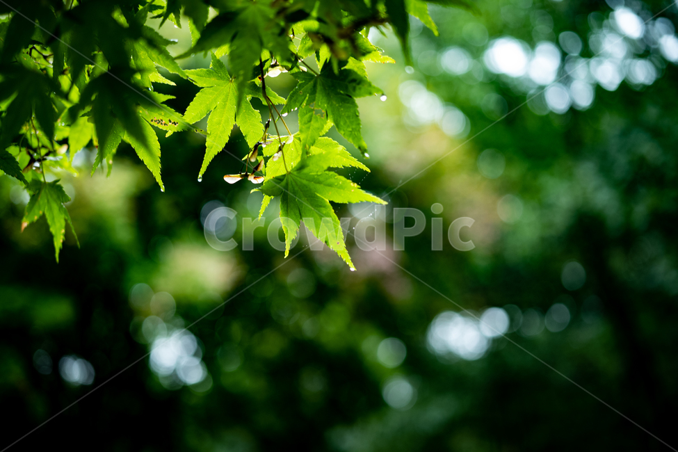 빛,햇살,초록,이른가을,자연,나무,식물,자연,plants,nature,휴식,힐링,rest,relaxation,healing
