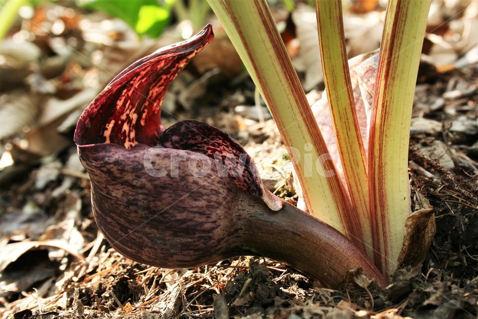 앉은부채,천남성과,금련,유독성,여러해살이풀,야생화,식물,자연,plants,nature