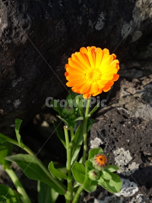 봄,들꽃,개나리,길꽃,노랑,식물,자연,plants,nature,꽃,flower