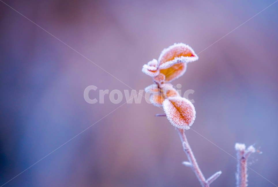 서리,서릿꽃,감성,식물,겨울,계절,접사,클로즈업,겨울,계절,winter,season,식물,자연,plants,nature