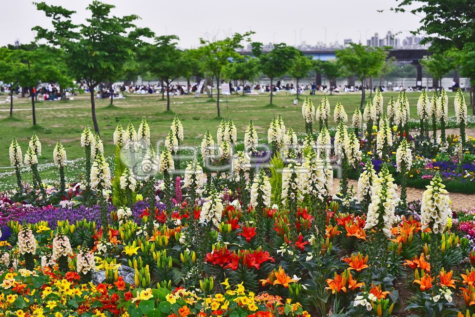 fancy,white flower,foxglove,flower bed,yellow,lupine,flower garden,horticultural plants,ornamental,Orange,Lily,red,lily flower,lavender,park,blossom,green,Nasturtium flower,light purple,lilies,flower,outdoor,outdoors,blue,background,plant,purple,garden,or