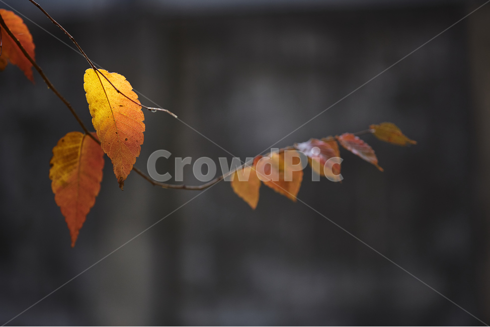 잎,식물,나무,leaf,tree,plant,veins,가을,단풍,쓸쓸한