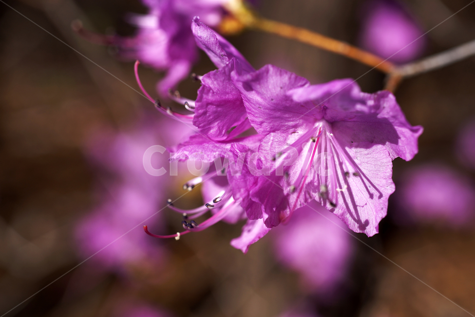 진달래,봄,연분홍색,꽃,koreanrosebay,두견화