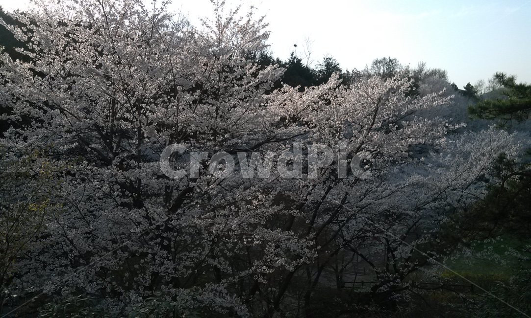 벚꽃,자연,해질녘,옥외,꽃,cherryblossom,nature,sunset,outdoor,flower,blossom,벚나무,계절,season,봄,spring,식물,plant