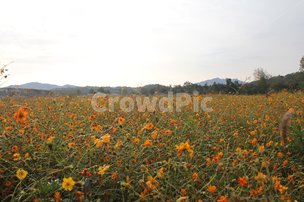 꽃,자연,풍경,아름다움,가을,경치,가을,계절,fall,autumn,season,식물,자연,plants,nature,꽃,flower,field,들,grassland,목초지,outdoors,옥외