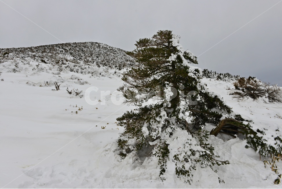 제주,한라산,한라산설경,오름,설경,겨울,계절,경치,경관,풍경,영실,윗세오름,outdoors,옥외,snow,눈,nature,자연,mountain,산,plant,식물,tree,나무,fir,전나무,겨울,계절,winter,season,자연,풍경,nature,landscape