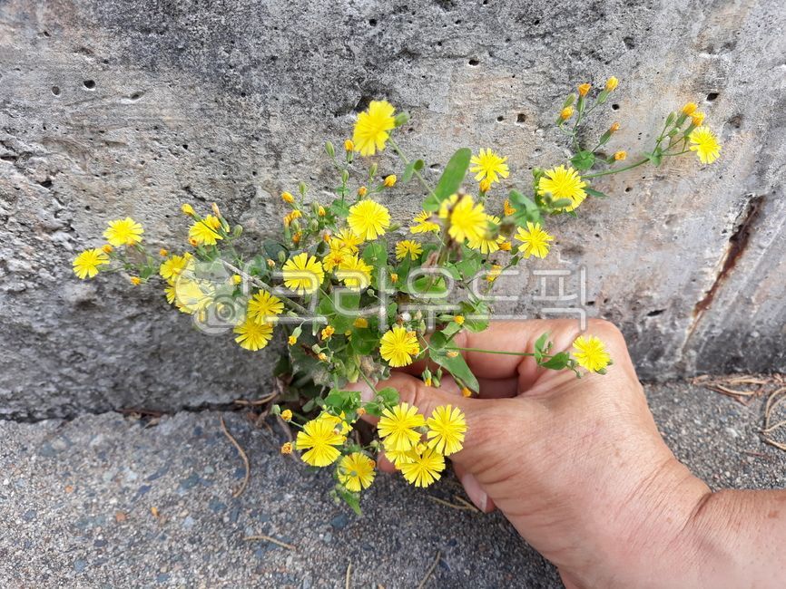 야생화,꽃,손,노랑,노랑꽃,담,담벼락,flowers,사람,인간,human,person,들꽃,생명,자연