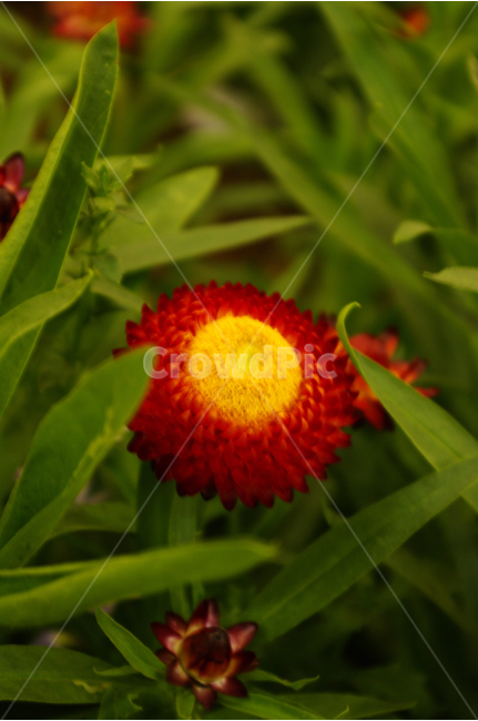 종이꽃,식물,flower,plants,꽃,꽃봉오리,color,축제,festival,식물,자연,plants,nature,꽃,flower