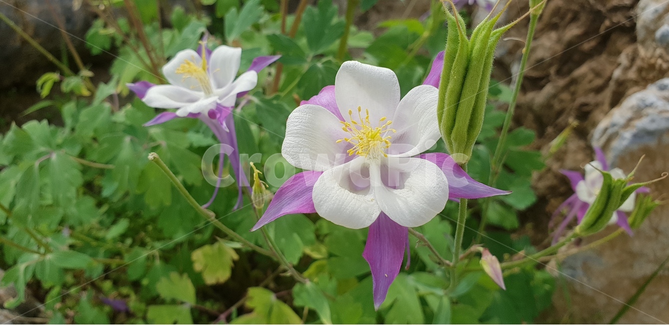 꽃,식물,식물원,보라꽃,꽃수술,식물,자연,plants,nature,꽃,flower