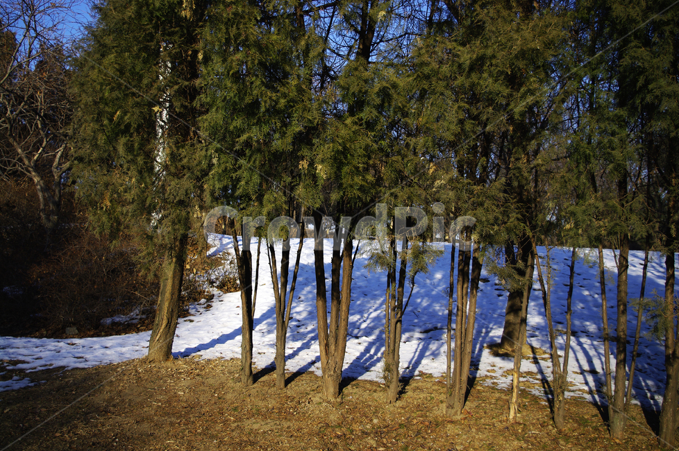 숲,나무,식물,plant,자연,nature,겨울,winter,풍경,설경,눈,겨울,계절,winter,season,자연,풍경,nature,landscape,tree,tree trunk,나무 줄기