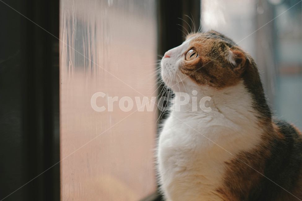 동물,고양이,반려동물,반려묘,스코티시폴드,동물,animal,포유류,mammal,고양이,cat,kitten,kitty