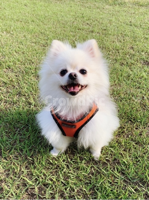 포메라니안,강아지,잔디,흰색강아지,소형견,dog,puppy,댕댕이,반려동물,귀여운