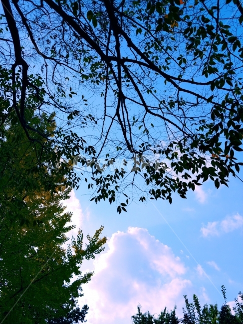 하늘,구름,가을,풍경,낙엽,식물,자연,plants,nature,나무,trees,wood