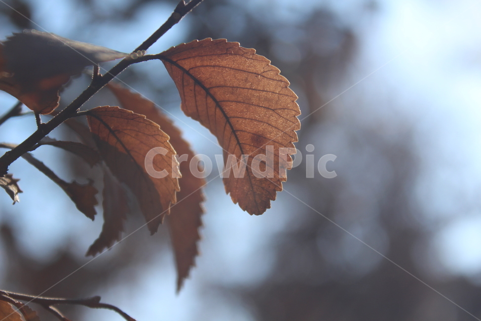 leaf,plant,식물,tree,잎