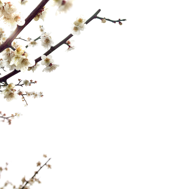 백그라운드,식물,자연,계절,봄,꽃,배경,배경이미지,내추럴,flower,nature,flora,background,매화,꽃송이,나뭇가지,매화나무,흰꽃,하얀꽃,꽃,flower