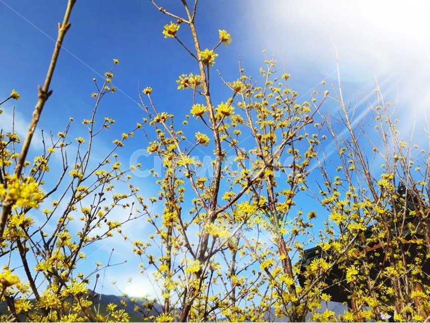 노랑색,꽃,햇빛,풍경,자연,봄,spring,yellow,flower,sunshine,시작,landscape,식물,자연,plants,nature,꽃,flower