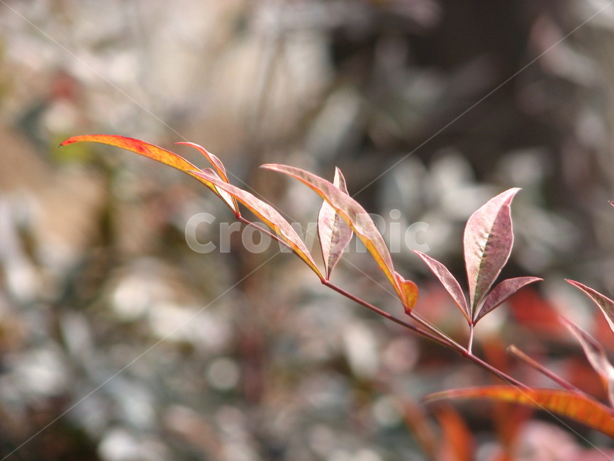 식믈,plant,꽃,잎,leaf