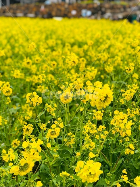 꽃,flower,유채꽃,꽃밭,유채꽃밭,rapeflower,제주유채꽃,봄꽃,꽃놀이,봄,spring,springflower,봄,계절,spring,season,식물,자연,plants,nature,꽃,flower,field,들,grassland,목초지,outdoors,옥외