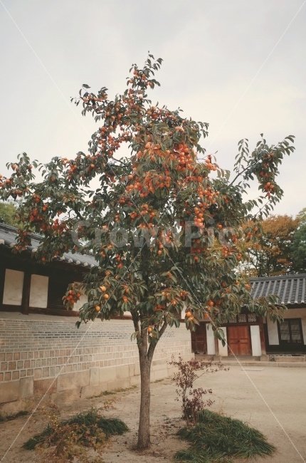 창덕궁,가을,한국,서울,changdeokgung,korea,seoul,autumn,fall,감나무,자연,식물,가을,계절,fall,autumn,season,한국전통,한국문화,korean traditional,korean culture,식물,자연,plants,nature,나무,trees,wood,과일,열매,fruit,plant