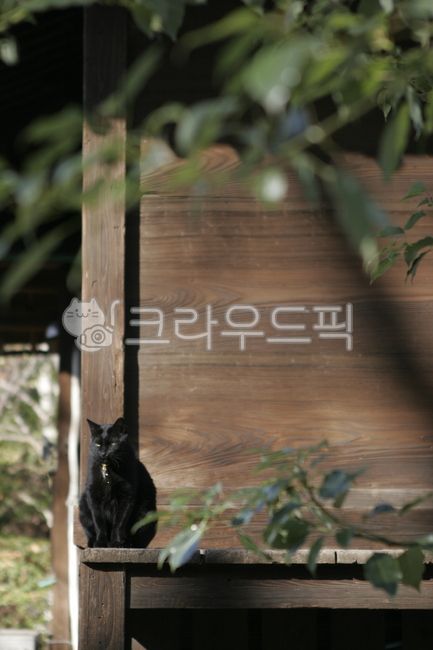 stray cat,japan,Tokyo,Black cat,cat,animal,garden,japanese garden