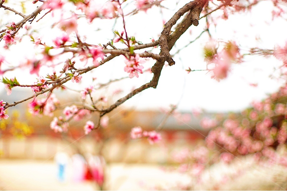 봄,꽃,봄꽃,아웃포커싱,3월,봄,계절,spring,season,식물,자연,plants,nature,꽃,flower,감성,sensible,feeling,plant