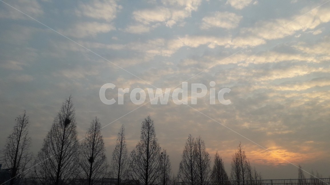 나무,식물,하늘,노을,구름,자연,풍경,nature,landscape,tree,plant,fir,전나무