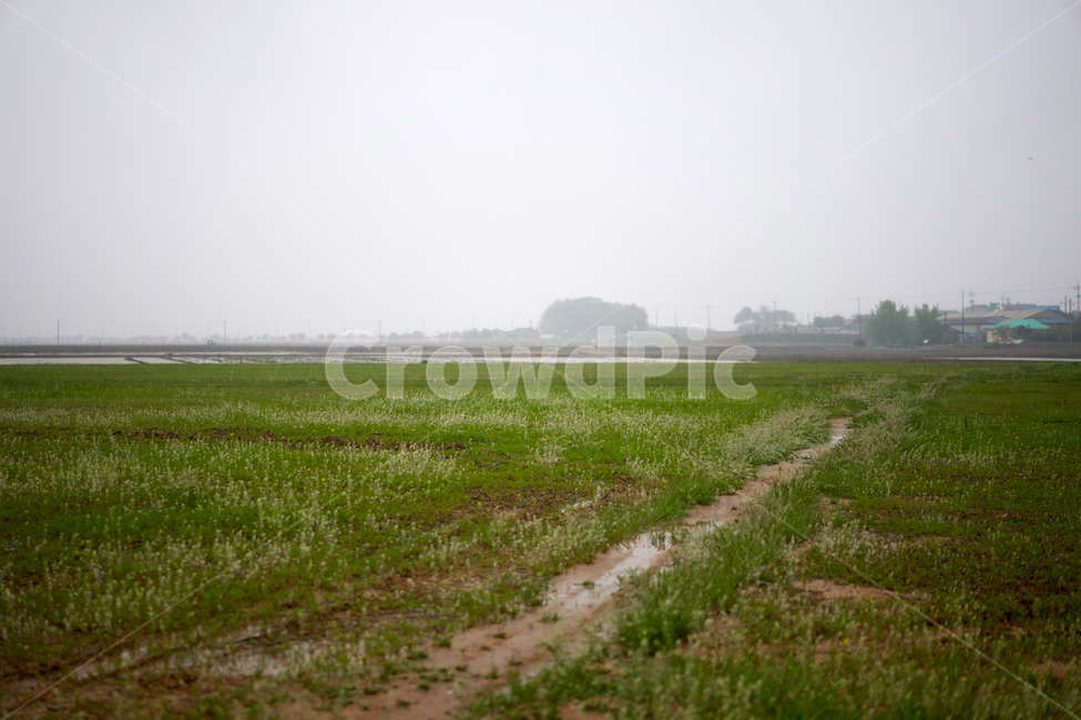 감성,길,안개,초록,냉이,비,자연,풍경,nature,landscape,grassland,목초지,field,들,outdoors,옥외,paddy field,패디 필드