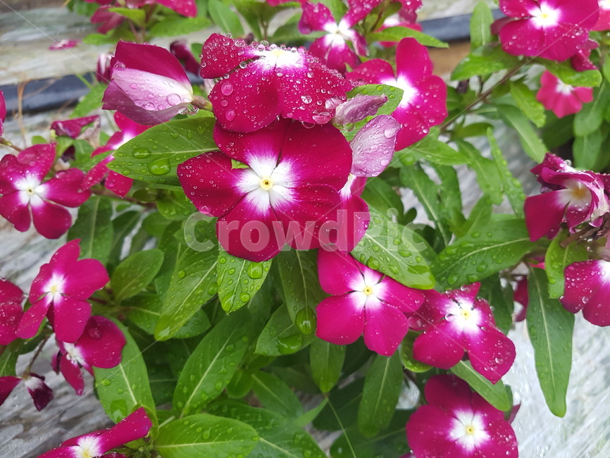 geranium,식물,꽃잎,blossom,제라늄,flower,leaf,꽃,잎,plant,petal,빨강,흰색,이슬,아침,푸름,식물,자연,plants,nature,꽃,flower