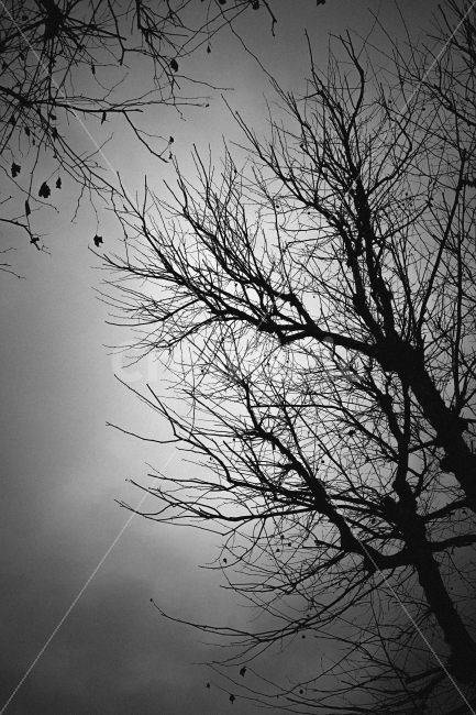 나무,하늘,자연,공기,흑백,식물,자연,plants,nature,실루엣,그림자,silhouette,shadow,흑백,모노톤,monochrome,black and white