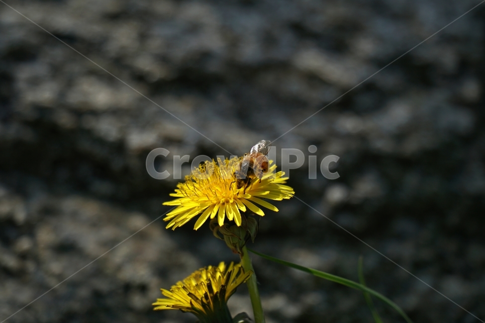 민들레,민들레꽃,꽃,꽃사진,플라워,flower,봄,봄꽃,spring,3월,March,자연,nature,풍경,landscape,계절,season,snap,스냅,접사,macro,closeup,클로즈업,감성사진,감성,힐링,healing,느낌,feel,feeling,벌,곤충,insect,동물,animal,honey,bee,말벌,꿀벌,벌레,꽃밭,화단,식물,plants,한국자연,식물,자연,plants,nature,꽃,flower,동물,animal,곤충,벌레,insect,bug