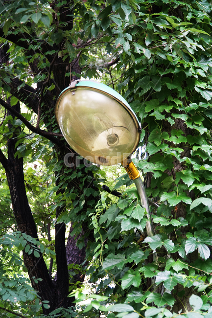 조명,가로등,고장,불,등,외등,램프,숲,lighting,lamp,streetlamp,streetlight,forest
