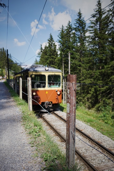 기차,전차,침엽수,전철,시골길,streetcar,tram,analog,railway,아날로그,교통,교통수단,traffic,transportation