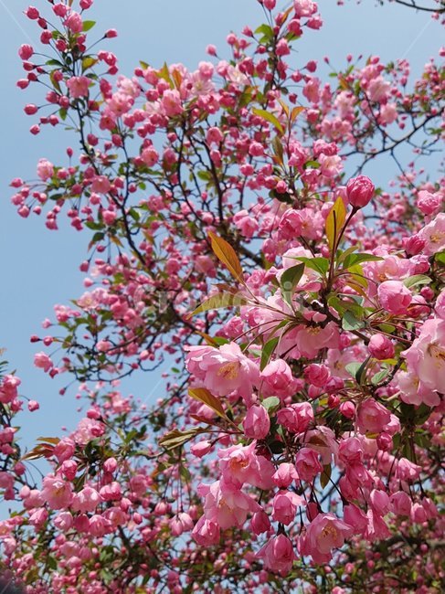plant,식물,flower,꽃,blossom,왕벗꽃,식물,자연,plants,nature,꽃,flower