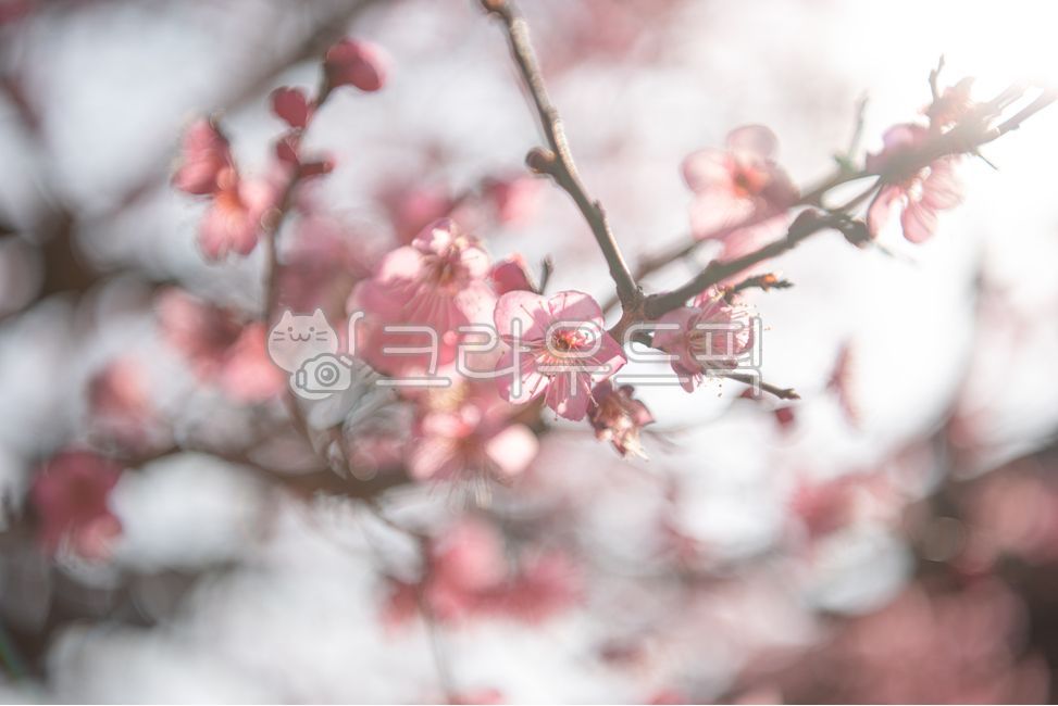 꽃,홍매화,매화,매화꽃,분홍색,꽃잎,나무,나뭇가지,봄,식물,클로즈업,정원,아름다움,계절,봄꽃,빛,햇살,따스한,따뜻한
