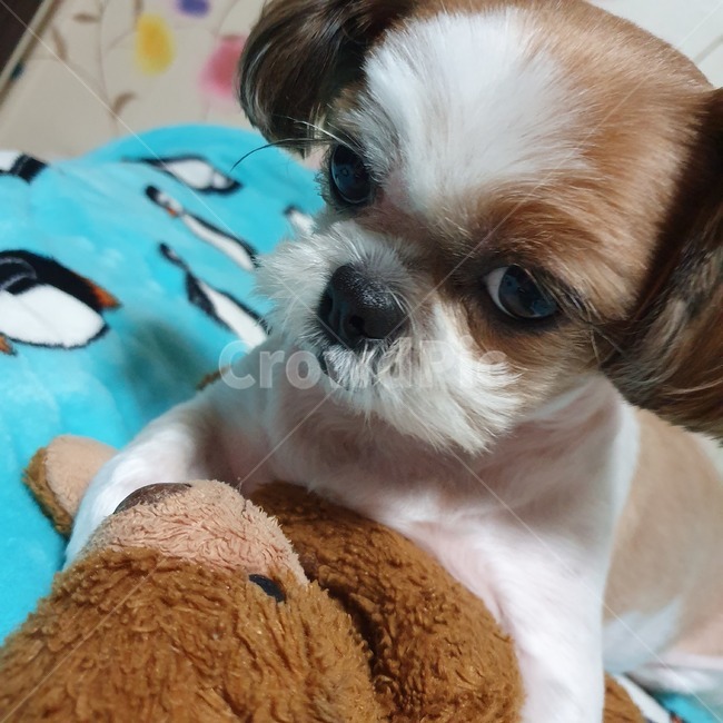 동물,pet,strap,animal,강아지,개,puppy,dog,시츄,shihtzu,화난,angry,개,강아지,dog,doggy