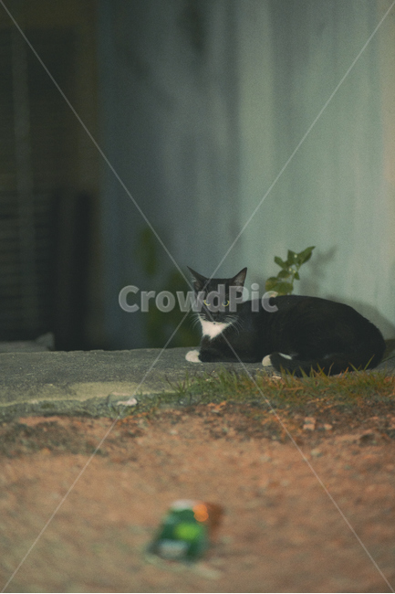 cat,고양이,animal,동물,pet,mammal,포유류,필름,감성사진,길냥이,길고양이,동물,animal,포유류,mammal,고양이,cat,kitten,kitty