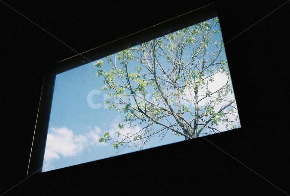 액자,창문,풍경,프레임,나무,식물,자연,plants,nature,나무,trees,wood