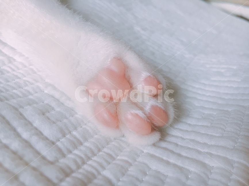 고양이발바닥,젤리,발바닥,고양이,핑크,화이트,귀여운,발