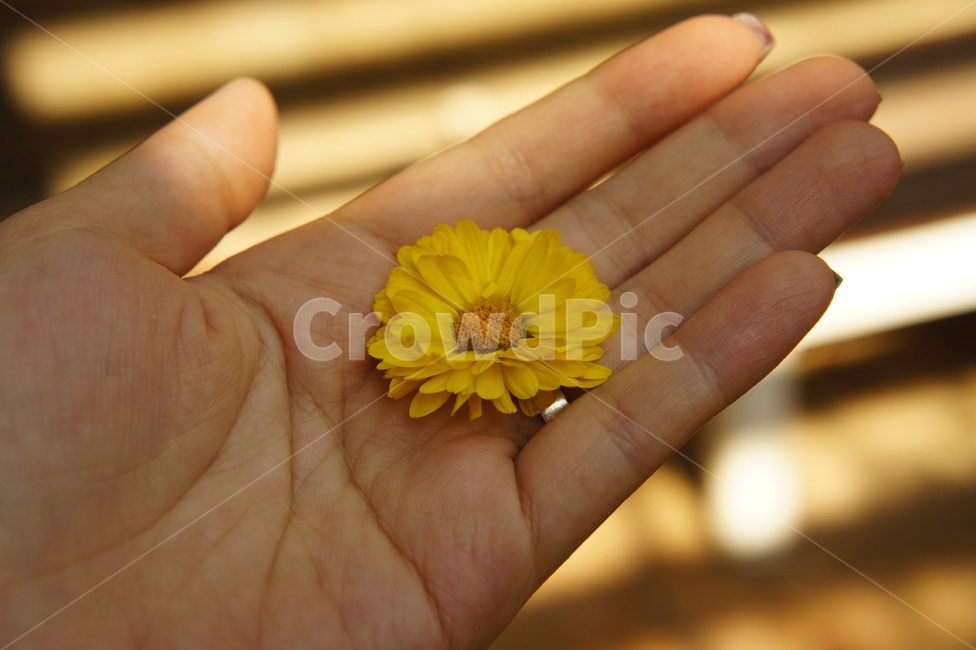 꽃,노란꽃,국화,손,신체일부,가을꽃,낙화,감성사진,가을,꽃,flower,사람,인물,인간,human,person,신체일부,몸,body
