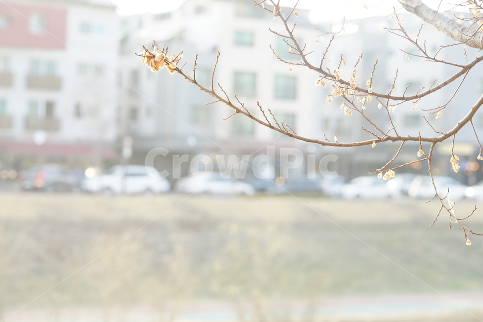 풍경사진,풍경,나무,나뭇가지,빛,역광,감성사진,감성샷,햇볕,봄날,산책,생명,계절,식물,색감,봄,계절,spring,season,식물,자연,plants,nature,꽃,flower,휴식,힐링,rest,relaxation,healing