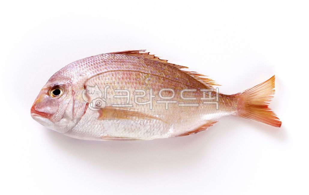 animal,동물,fish,물고기,sealife,해양생물,도미,참돔