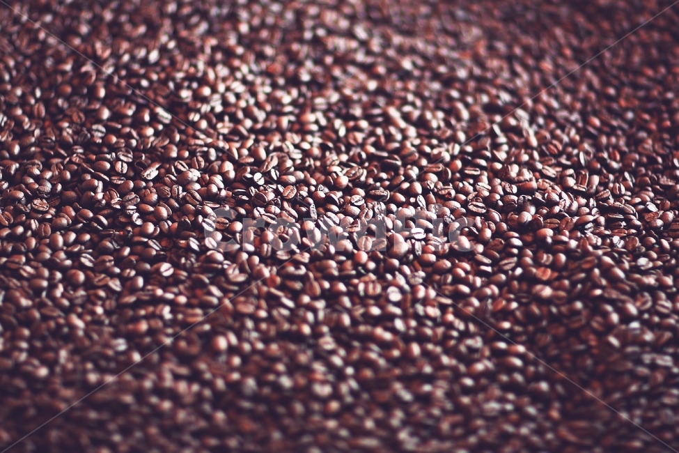 coffee,bean,커피콩,color,정물사진,커피,카페,coffee,cafe