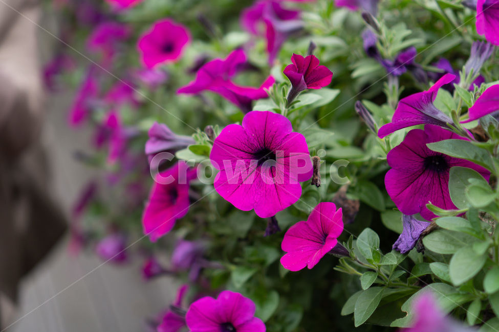 flower,geranium,제라늄,blossom,꽃,plant,식물,힐링