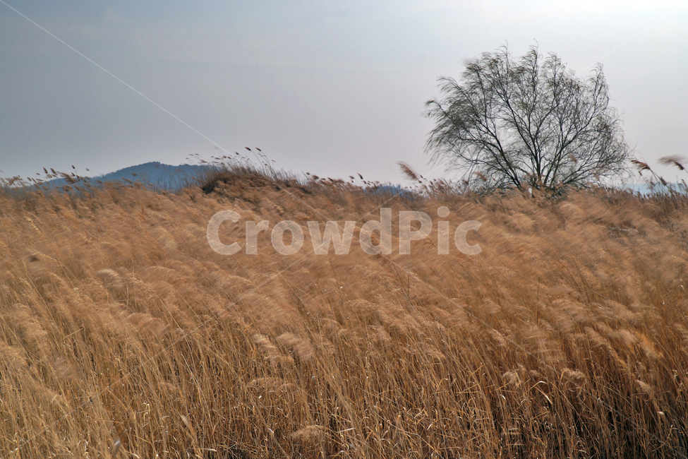 왕따나무,우음도,초원,갈대,시화호,화성시,간척지,바다,자연,풍경,nature,landscape