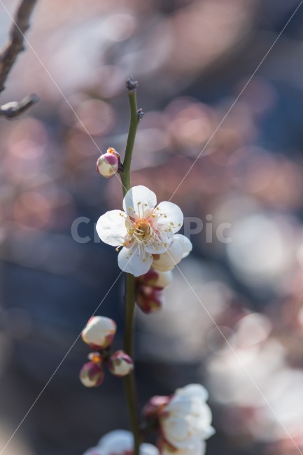 매화,꽃,flower,봄,spring,보케,bokeh,감성,빛방울,lovely,봄,계절,spring,season,식물,자연,plants,nature,꽃,flower,plant