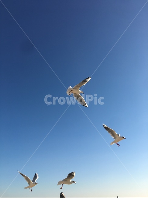 갈매기,하늘,날다,날개,새,날개펴다,동물,animal,조류,새,birds