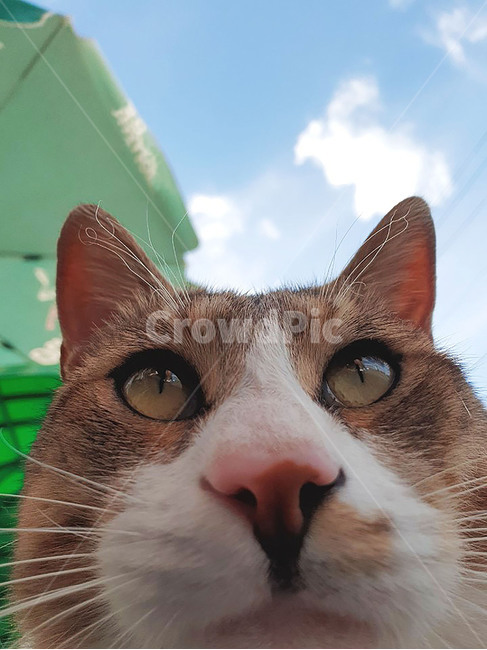 고양이,냥이,고양이셀카,근접샷,솜뭉치